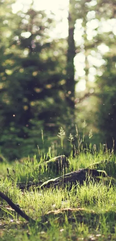 Serene path through a lush, sunlit forest with vibrant greenery.