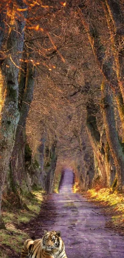 Tiger resting on a scenic forest pathway embraced by autumn trees.