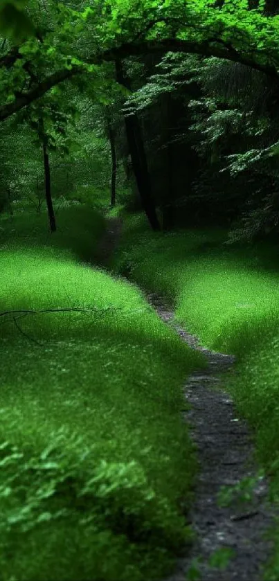 Green forest path with lush foliage.