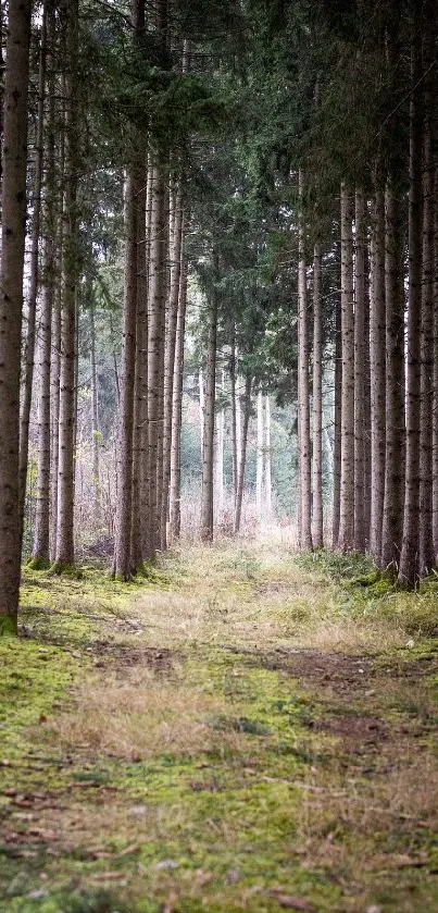 Tranquil forest pathway with tall trees and a carpet of green moss.