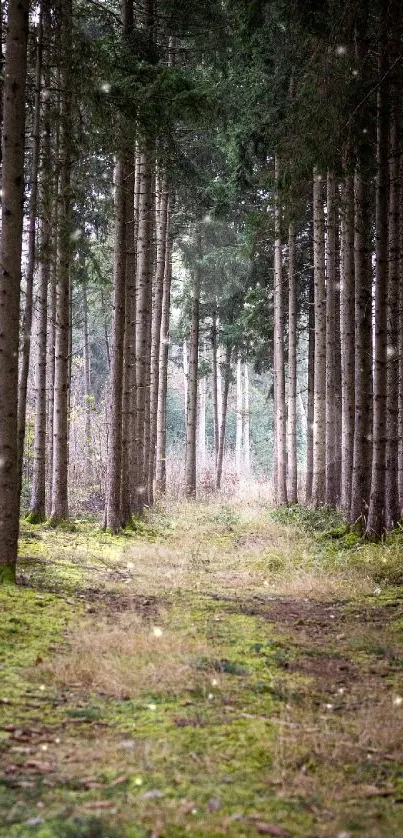 Serene forest pathway surrounded by tall trees and green moss.