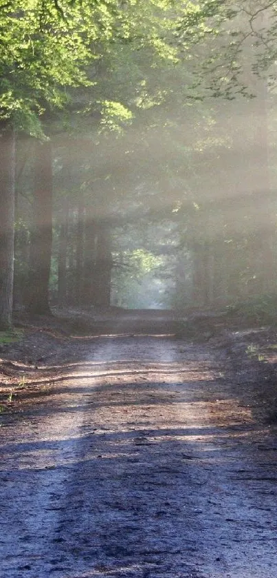 Sunlit forest pathway with tall trees and a serene dirt road.