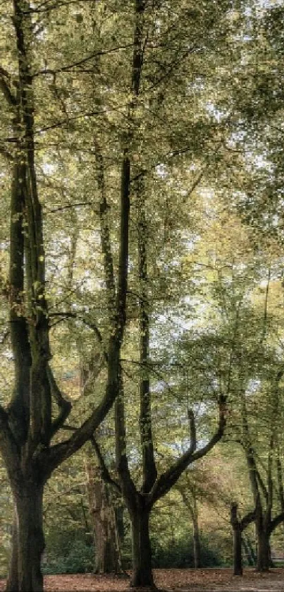 Tranquil forest path with sunlit trees and shadows stretching on the ground.