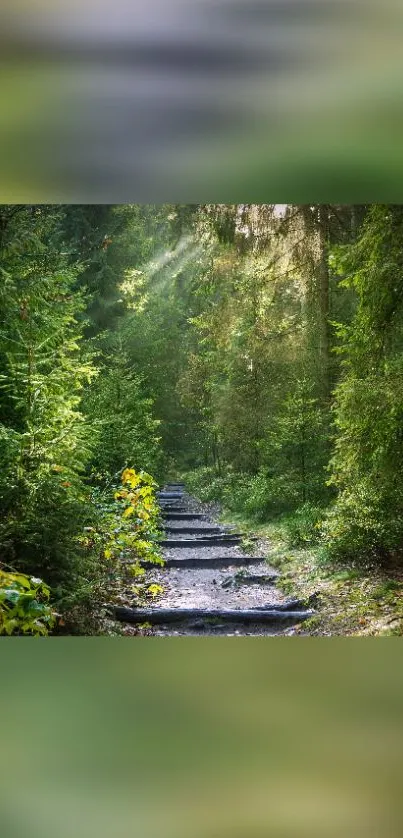 Sunlit forest pathway with lush green trees.