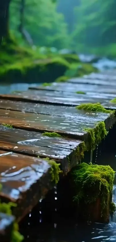 Peaceful forest pathway with wooden bridge over a stream.