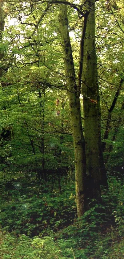 Tranquil forest pathway with lush green trees and a peaceful ambience.