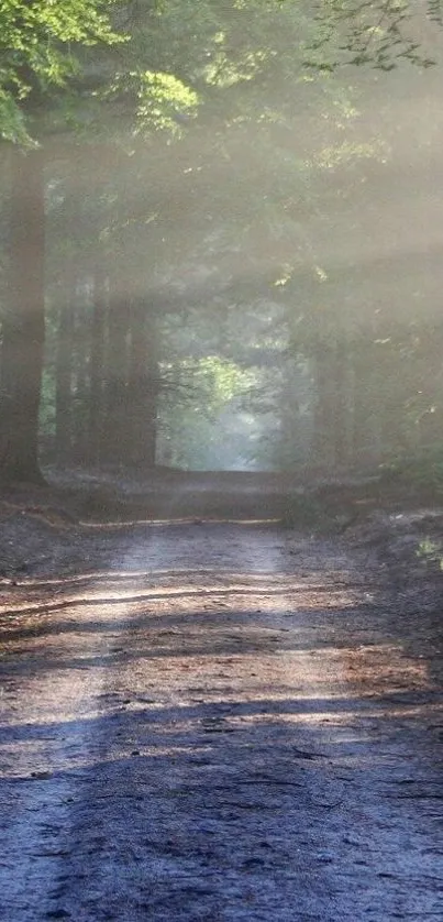 Forest path with sunlight streaming through trees, creating a serene scene.