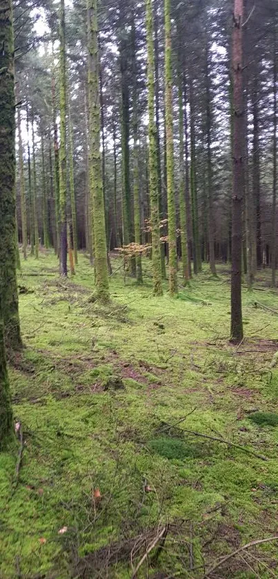 Serene forest scene with tall trees and lush green moss.