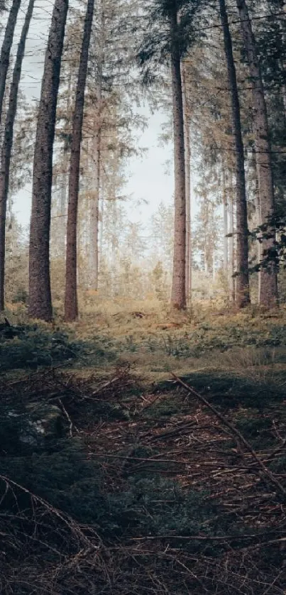 Tranquil forest scene with tall trees and lush greenery.