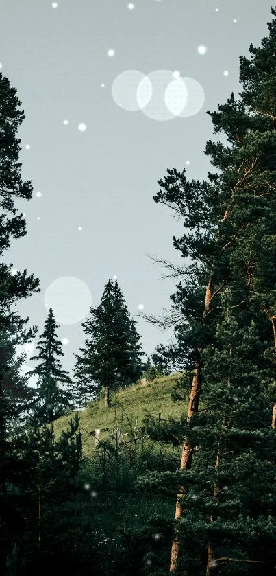 Tranquil forest with lush green trees under a clear sky.