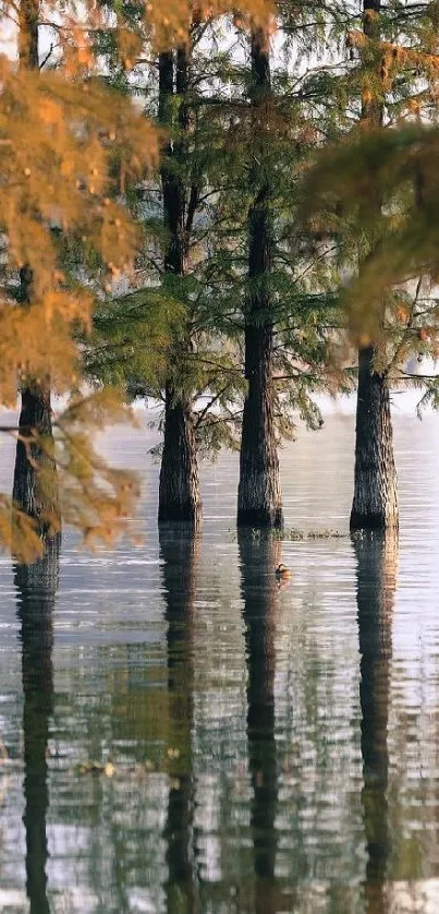 Forest reflected in calm water with autumn colors.