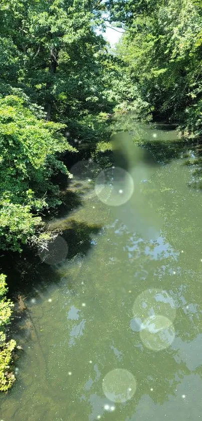 Serene view of a forest river with lush greenery.