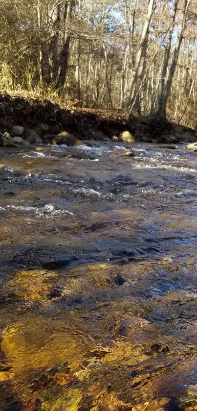 Forest river flowing gently through trees in autumn.