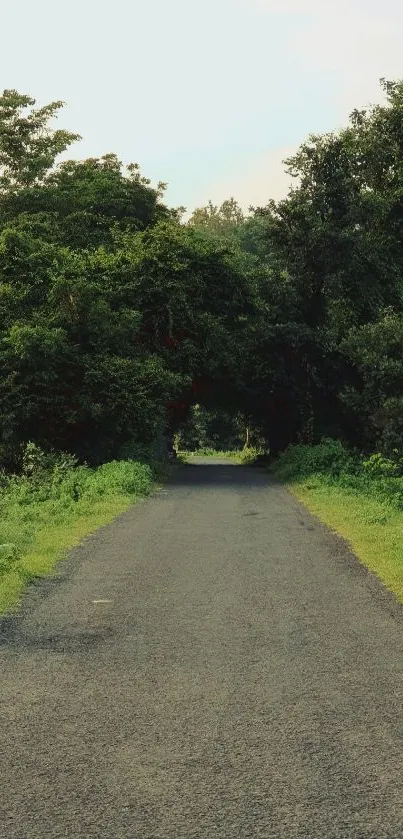 Scenic forest road with lush green trees, perfect for a calming mobile wallpaper.