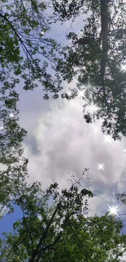 Looking up through tree canopy to sunlit sky.