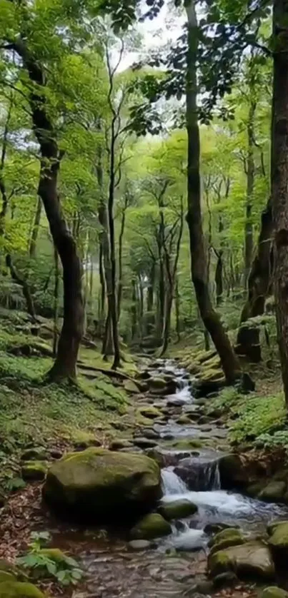 Tranquil forest scene with stream and tall green trees.