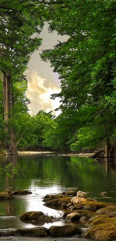 Serene forest stream with lush green trees creating a tranquil scene.