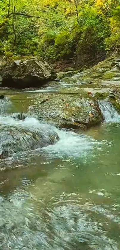 A tranquil stream flows through a lush green forest setting.