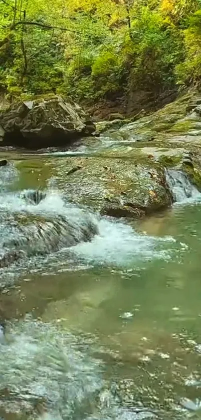 Peaceful forest stream with lush greenery and flowing water.