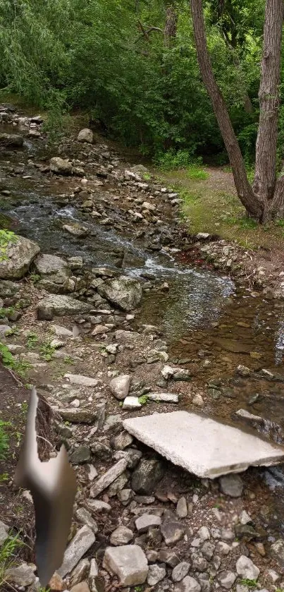 Serene forest stream with lush greenery and rocks.