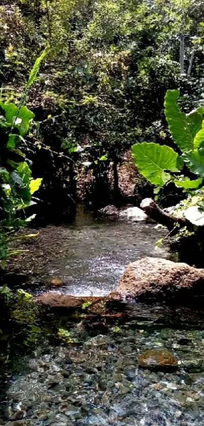 Serene forest stream with lush greenery and flowing water.