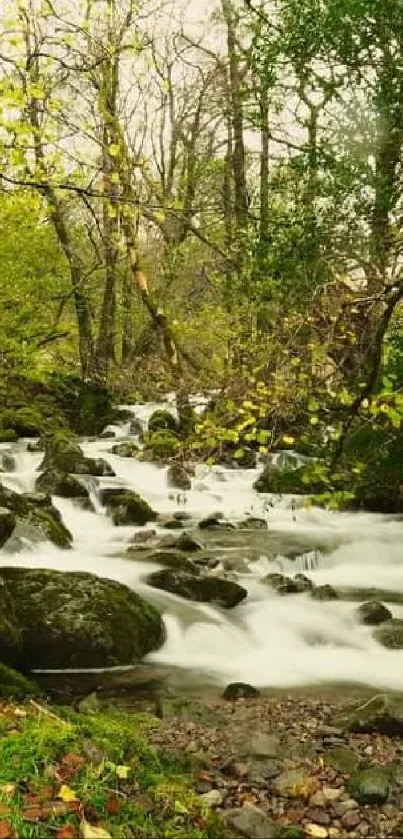 A serene forest stream flowing through lush greenery and trees.