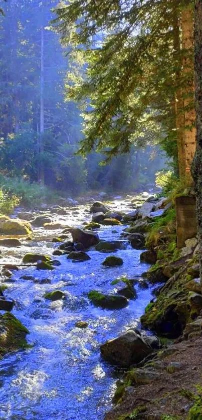 Serene forest stream with sunlight filtering through tall trees.