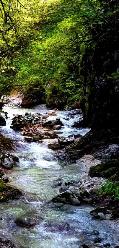 Peaceful forest stream flowing through lush greenery, creating a relaxing natural scene.