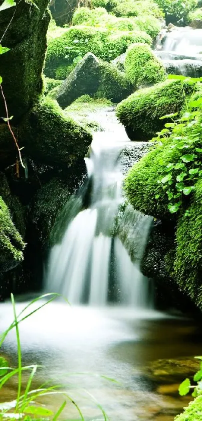 Serene forest stream with moss-covered rocks and gentle flowing water.