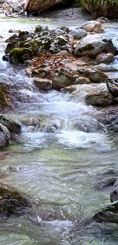 Serene forest stream flowing through green landscape.