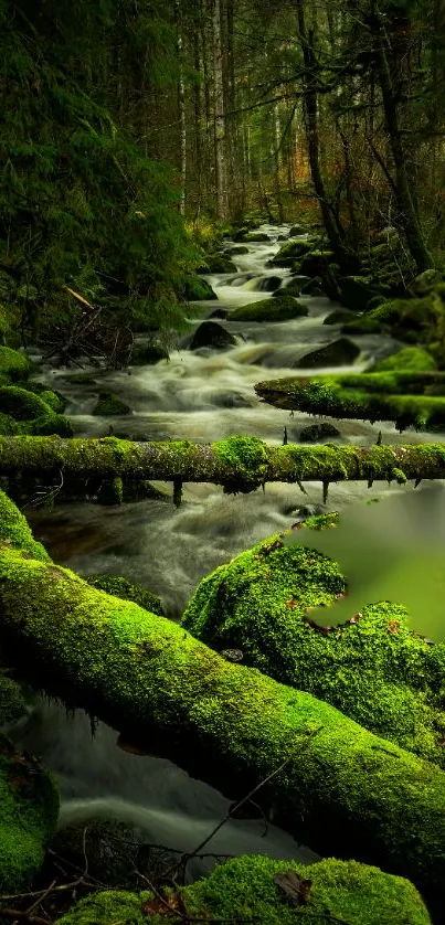 Calm forest stream with lush green surroundings and flowing water.