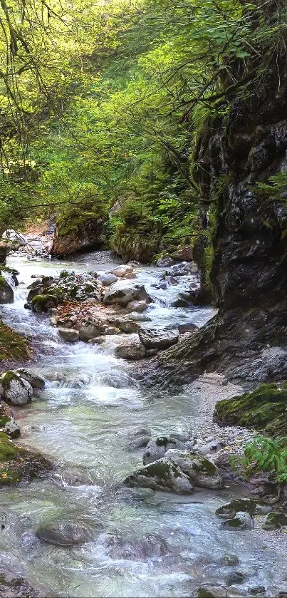 Lush forest and flowing stream mobile wallpaper.