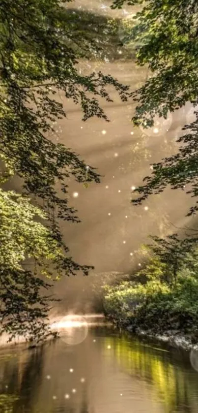 Tranquil forest stream with sunlight and green foliage.