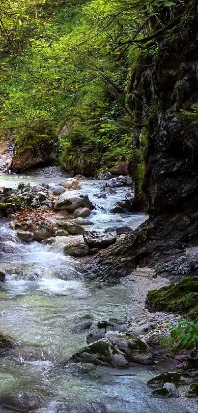 A serene forest stream flowing through lush greenery and moss-covered rocks.