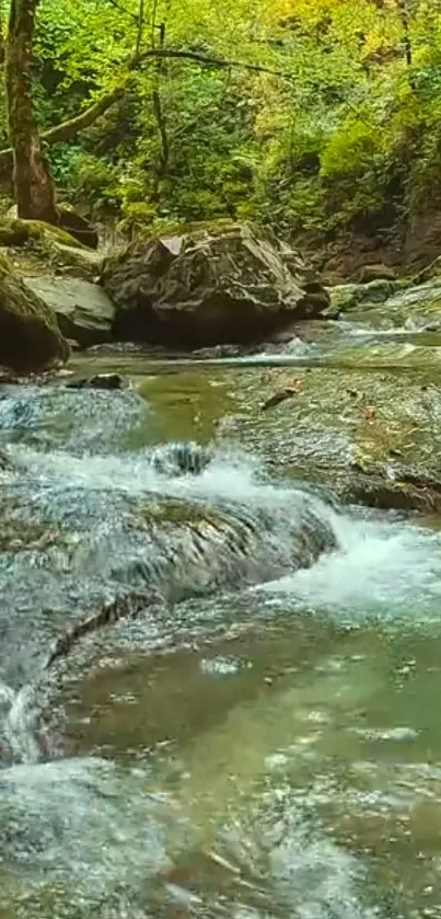 Tranquil forest stream with lush greenery and flowing water.