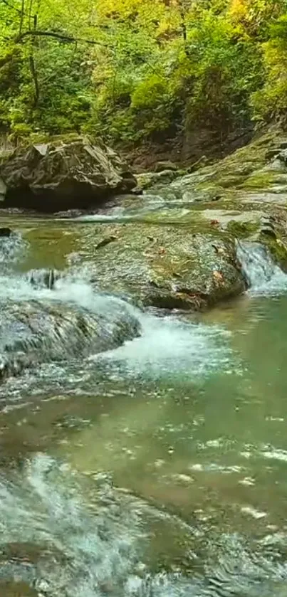 Tranquil forest stream with lush greenery and clear water.