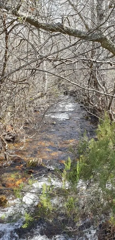 Tranquil forest stream with lush vegetation and flowing water.