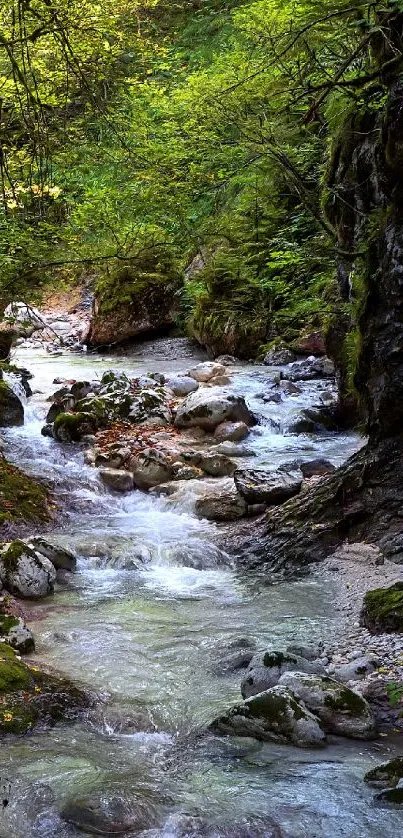 Serene forest stream flows through lush greenery in tranquil scenery.