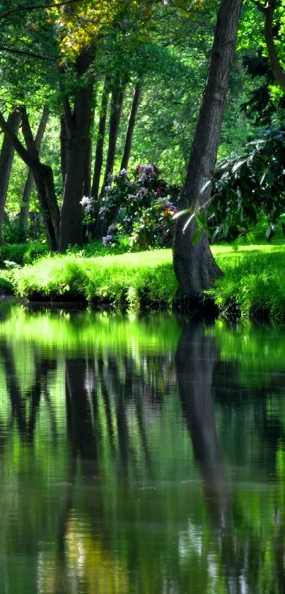 Lush green forest stream reflecting tranquility.