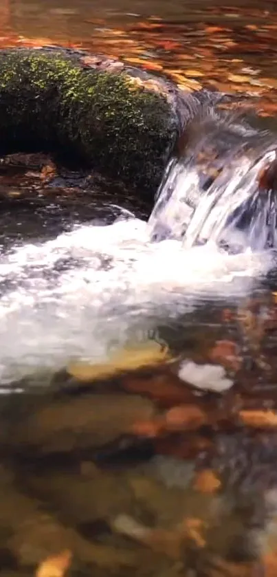 Tranquil forest stream with waterfall and autumn leaves.