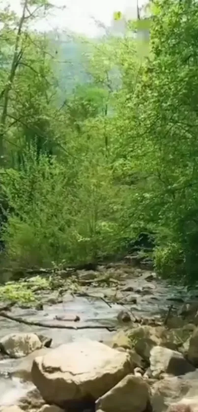 Tranquil stream flowing through lush green forest.