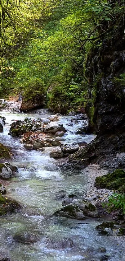 Tranquil forest stream with lush green surroundings.