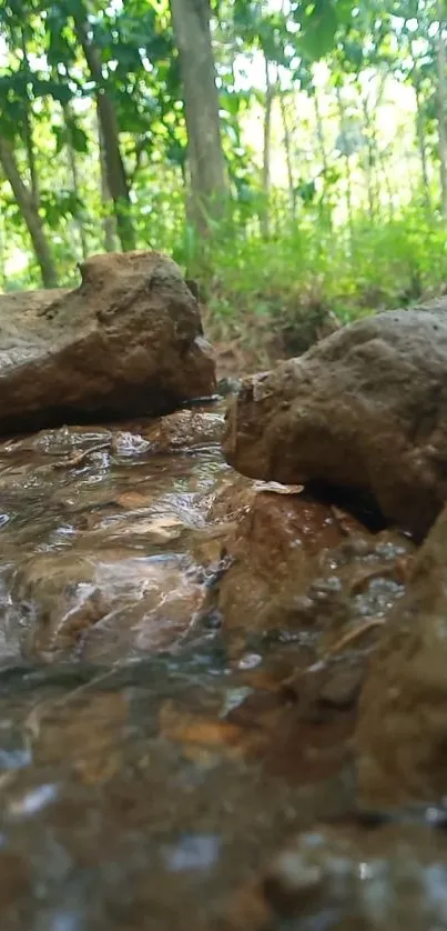 Tranquil stream in lush green forest with rocks.