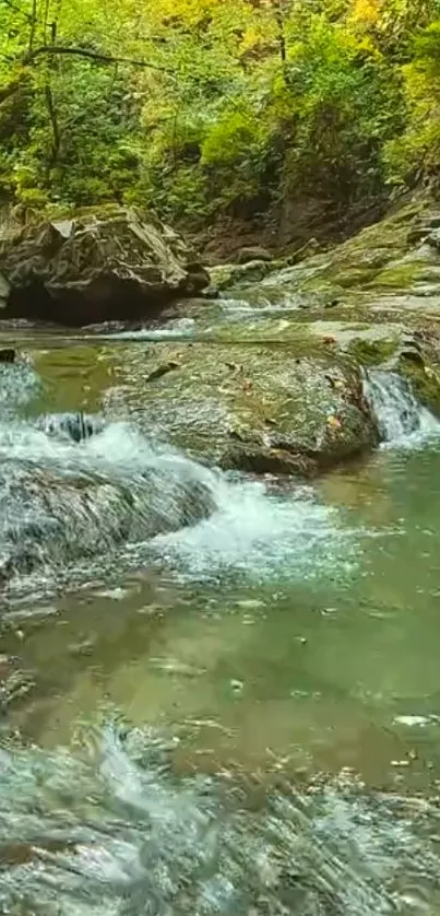 Tranquil stream flowing through lush green forest landscape.