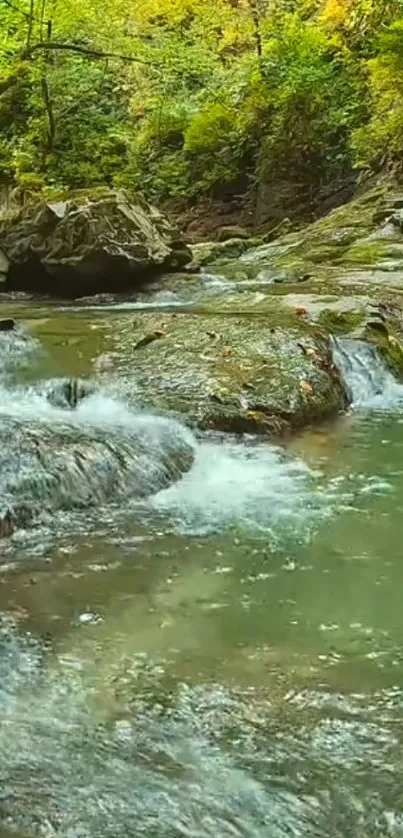 Tranquil forest stream with green foliage.