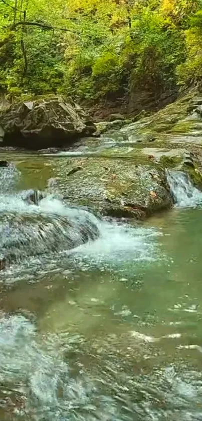 A serene forest stream with lush greenery surrounding the clear flowing water.