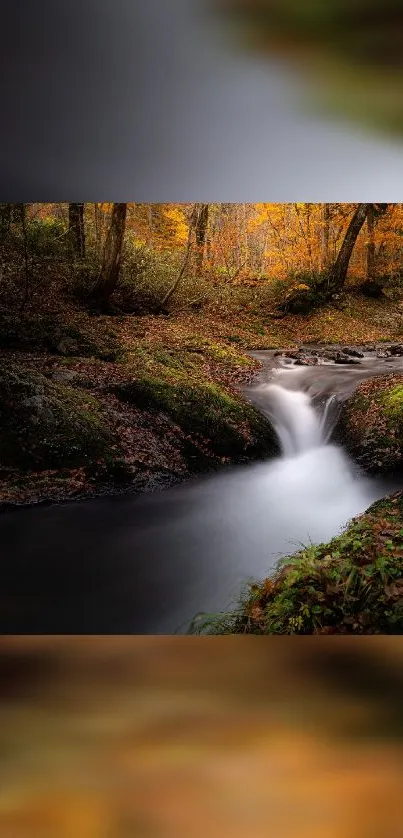 Serene forest stream during autumn with vibrant leaves.