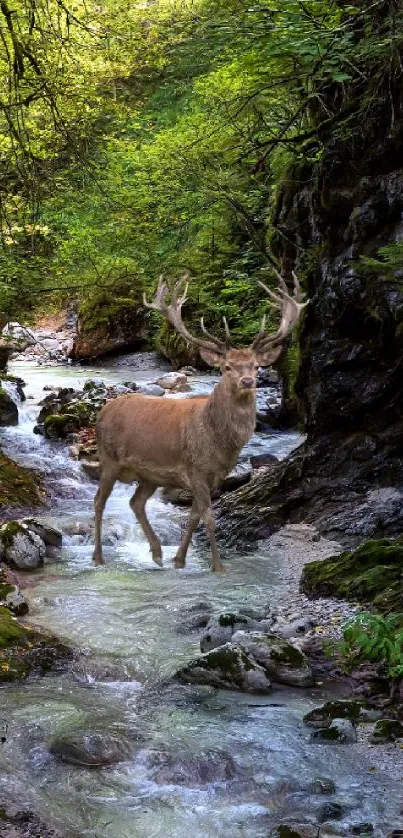 Deer standing in a tranquil forest stream surrounded by lush greenery.