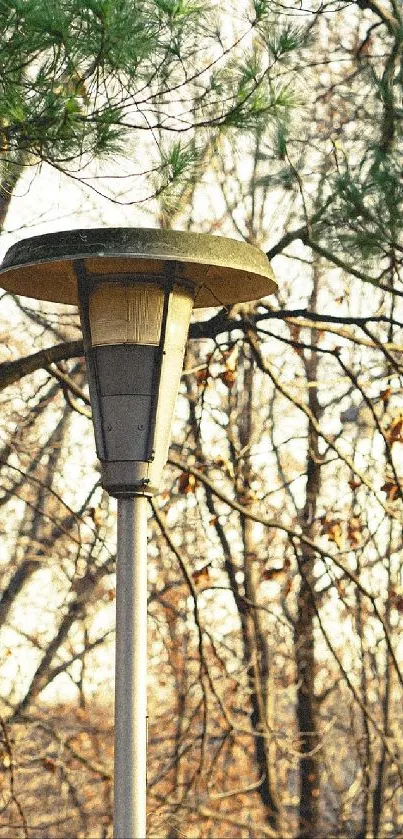 Streetlamp in a tranquil forest setting with trees surrounding it.