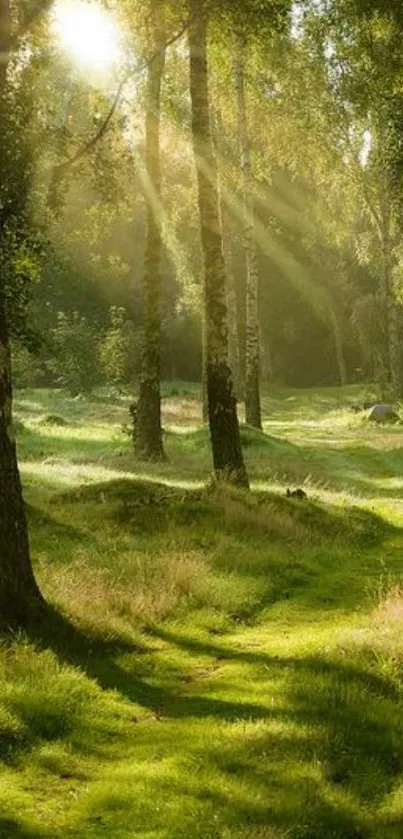 Sunlight filtering through a lush green forest, creating a peaceful and tranquil atmosphere.